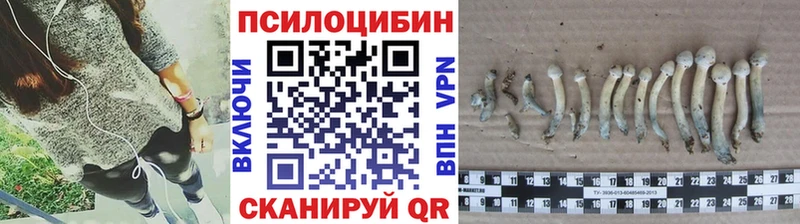 Псилоцибиновые грибы Psilocybe  Тула 
